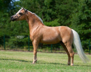 First Knights Breakin All the Rules